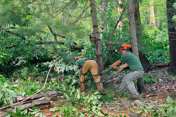 Best Arborist Consultation Services  in USA